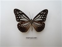 藏品(斯氏絹斑蝶)的圖片